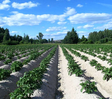 Технология выращивания продовольственного картофеля