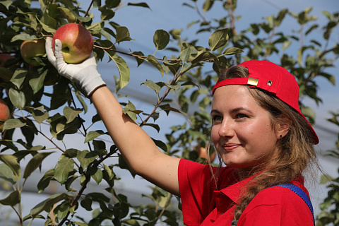 Сбор яблок снова в моде: студенты со всей страны собрали 5 586 тонн в садах Агроном-Сада